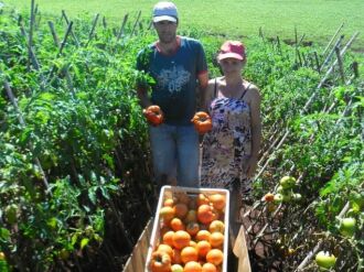 Agricultor cultiva três mil tomateiros e produz 15 toneladas