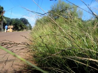 Mato de terrenos baldios gera reclamação no bairro Jerônimo Coelho