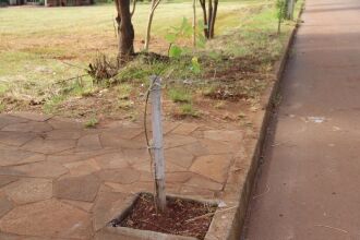 Bairro Jardim América teve o plantio de 100 árvores