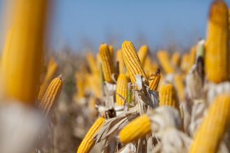 Com cerca de 60% da área cultivada já colhida, médias de produtividade chegam a 8,5 mil quilos por hectare