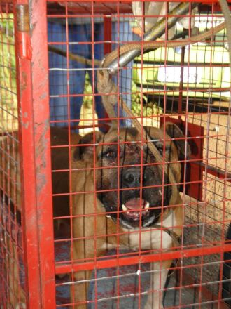 Cachorro foi levado para a sede do Corpo de Bombeiros