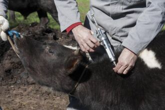 Serão distribuídas vacinas gratuitas para produtores com até 30 animais enquadrados no Pronaf e PecFam ?EUR" o que representa 78% dos pecuaristas