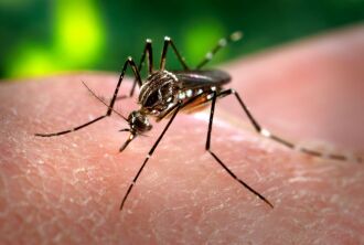 Passo Fundo tem 397 focos do mosquito Aedes aegypti