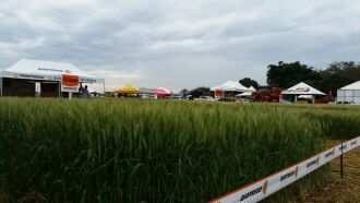 Com o seu potencial testado e aprovado, o TBIO Sossego foi demonstrado para os produtores da Região Norte do Paraná durante a Expotécnica 2015.