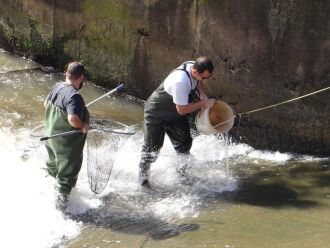 Ação de transposição de peixes foi realizada na tarde de sexta-feira por membros de entidades ambientais do município