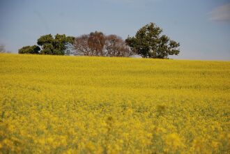 As altas temperaturas  registradas no mês de agosto no Rio Grande do Sul anteciparam em pelo menos 15 dias o processo reprodutivo das culturas de inverno.