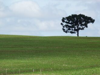 Região cultivará nesta safra cerca de 252 mil hectares. Período recomendado para o plantio se encerrou ontem