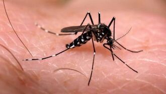 O Aedes aegypti se dispersou pelo mundo a partir da África