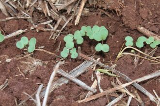 Canola é suscetível à geada no início do ciclo de desenvolvimento