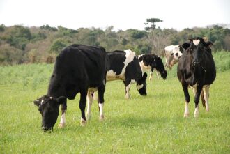 Retomada do desenvolvimento das pastagens deve recuperar o volume de produção e ajuda a estabilizar o preço do produto