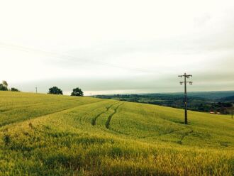 Produtores intensificaram os trabalhos de plantio do trigo, canola, cevada e linhaça