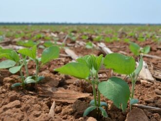 Mais de 570 mil hectares devem ser cultivados na região de abrangência da Emater