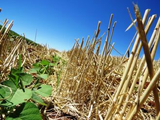 88% da área projetada para a soja no Rio Grande do Sul já está semeada