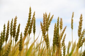 Nova cultivar não possui aristas e é usada exclusivamente para produção de silagem para gado