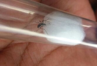 Mais focos do mosquito encontrados nos últimos dias