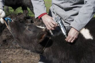 Abertura será hoje à tarde na  fazenda de propriedade de Selito Carboni