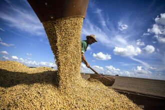 A super safra se deve ao crescimento da área cultivada