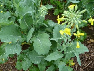 Lavoura de canola é a mais sacrificada pelas condições climáticas do inverno 2017