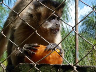 Cerca de 200 aves e primatas são atendidos pela ONG