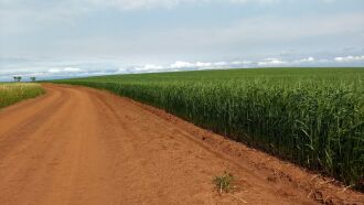 Volume de chuva abaixo da média não prejudica culturas de inverno que estão na fase da floração e início de enchimento de grão, de acordo com especialista