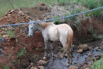 Nesta semana, vereadores de Passo Fundo foram até o local em que o terceirizado mantinha os cavalos e fotografaram os animais.