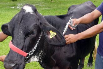 Além de comprovar a vacinação, criadores devem fazer a atualização de cadastro em relação ao número de animais que possuem