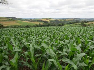 Chuvas registradas nas principais regiões produtoras, ao norte do estado, aliadas às temperaturas elevadas, têm contribuído para o bom desenvolvimento das lavouras