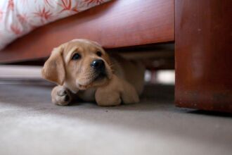 Os cachorros sofrem mais com foguetes nesta época do ano