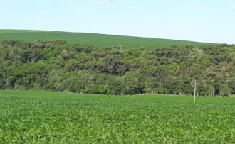 Cerca de 30% da lavoura está no estágio de floração