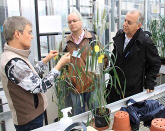 Pesquisadora do Rothamsted, Kim Hammond-Kosack, com os pesquisadores da UFV, Emerson Del Ponte, e da Embrapa Trigo, José Maurício Fernandes