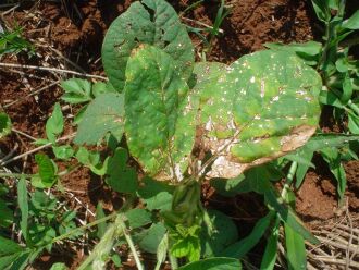 Fitotoxicidade em soja devido a mistura de herbicida com adubo foliar