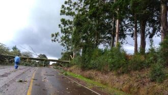 Árvore caída sobre a ERS 324, entre Passo Fundo e Marau. Trânsito ficou interrompido na tarde de ontem (11)