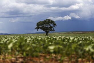 O cultivo de soja passa dos 33,9 milhões de hectares para 35,1 milhões