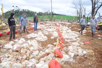 Destruição de dois aviários provocou morte de 15 mil frangos em propriedade de Engenho Grande