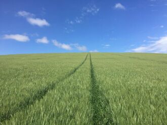 A nova cultivar TBIO Ponteiro é oriunda do cruzamento entre as cultivares Fuste (irmã de TBIO Sinuelo) e o TBIO Mestre. Créditos: Divulgação Biotrigo