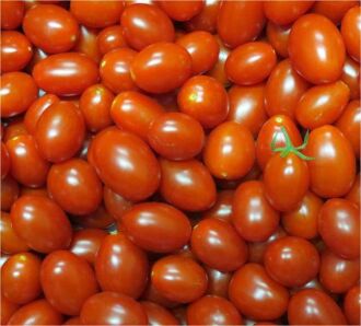 Embrapa desenvolve tomate rico em licopeno