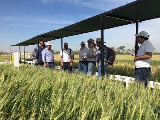 O lançamento da cultivar de trigo TBIO Sossego aconteceu no dia 27 de julho em Okinawa I, na Bolívia.  