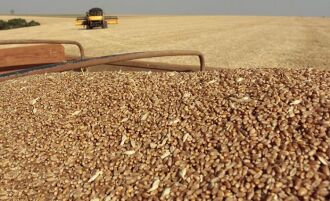 Mais da metade da área cultivada de cevada já está colhida