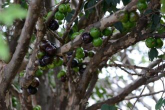 Jabuticaba é um dos frutos mais consumidos na região de Passo Fundo, neste época do ano