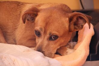 Nica, a cachorrinha que foi abandonada em uma oficina mecânica, adotada pela Andressa