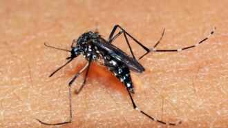 Mosquito Aedes aegypti é o transmissor do Zika Vírus