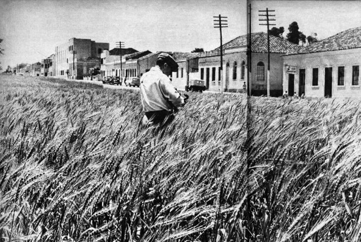 Canteiros da Avenida Brasil cobertos por plantação de trigo, 1957 (Foto: Revista Machete/Acervo digital IHPF)