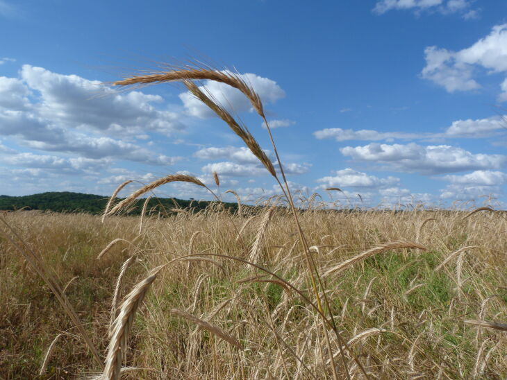 O ambiente mais seco da primavera tem sido favorável para reduzir a pressão de doenças nos cereais de inverno e configurado um melhor padrão nos grãos (Foto: Arquivo/ON)