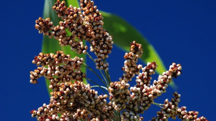 De sorgo, foram disponibilizadas 72 sacas (Foto: Fernando Dias/Seapdr)