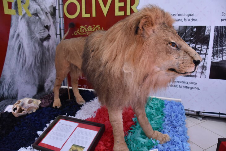 O Muzar conta hoje com coleções de Zoologia, Botânica, Geologia e Paleontologia (Fotos: Caroline Simor)