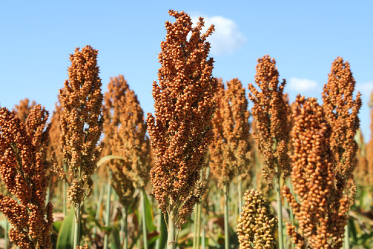 Cultivo triticale e de sorgo são alternativas para compor a matéria prima do etanol (Foto: Divulgação)