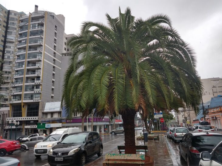 Chuva começou no início da tarde    - Foto - LC Schneider-ON