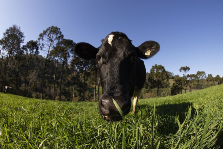 O trigo preenche uma lacuna dentro do sistema de produção e das estratégias do uso de forrageiras (Foto: Divulgação Biotrigo/Rafael Czamanski)