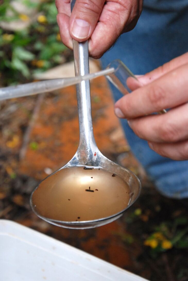 A contaminação ocorre a partir da picada do mosquito Aedes aegypti (Foto: Arquivo/ON)