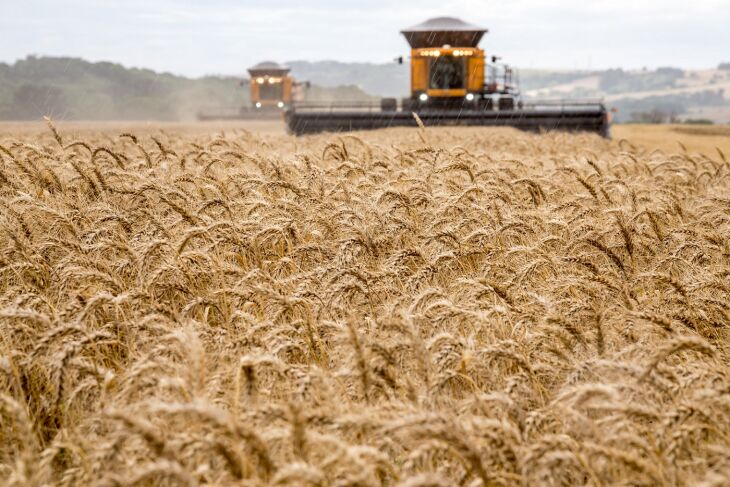 Boa parte do crescimento em área plantada de trigo no RS na safra 2021 se deve ao investimento dos agricultores da metade sul (Foto: Divulgação Biotrigo/Ron Lima)